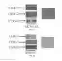Fig. 09 - Compositions and methods for treating cancer