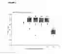 Fig. 04 - Methods of improving microvascular integrity