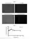 Fig. 27 - Chelated drug delivery systems