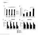 Fig. 05 - METHODS AND COMPOSITIONS FOR THE TREATMENT OF GLUTAMINE-ADDICTED CANCERS