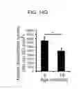 Fig. 16 - Administration of nicotinamide mononucleotide in the treatment of disease