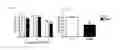 Fig. 06 - ADMINISTRATION OF ERITORAN OR PHARMACEUTICALLY ACCEPTABLE SALTS THEREOF TO TREAT ORTHOMYXOVIRUS INFECTIONS