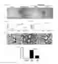 Fig. 07 - ADMINISTRATION OF ERITORAN OR PHARMACEUTICALLY ACCEPTABLE SALTS THEREOF TO TREAT ORTHOMYXOVIRUS INFECTIONS
