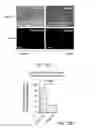 Fig. 19 - Compounds to modulate intestinal absorption of nutrients