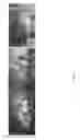 Fig. 05 - Compositions and methods of use for wound healing