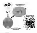 Fig. 01 - NOVEL FORMULA OF IRON BASED NANOCOMPOSITES FOR RAPID AND EFFICIENT TREATMENT OF IRON DEFICIENCY ANEMIA