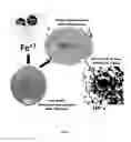 Fig. 02 - NOVEL FORMULA OF IRON BASED NANOCOMPOSITES FOR RAPID AND EFFICIENT TREATMENT OF IRON DEFICIENCY ANEMIA