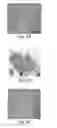 Fig. 07 - Methods for production of platelets from pluripotent stem cells and compositions thereof