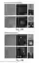 Fig. 12 - Methods for production of platelets from pluripotent stem cells and compositions thereof