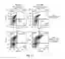 Fig. 13 - Methods for production of platelets from pluripotent stem cells and compositions thereof