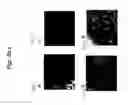 Fig. 09 - METHODS FOR CELL EXPANSION AND USES OF CELLS AND CONDITIONED MEDIA PRODUCED THEREBY FOR THERAPY