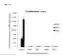 Fig. 10 - Method Of Using Mitotically Inactivated Stem Cells For Damaged Tissue Repair
