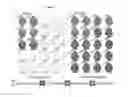 Fig. 03 - Method for identifying bacteria for bacteriotherapy