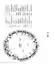 Fig. 110 - Antibacterial phage, phage peptides and methods of use thereof