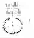 Fig. 162 - Antibacterial phage, phage peptides and methods of use thereof