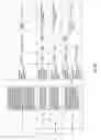 Fig. 19 - Antibacterial phage, phage peptides and methods of use thereof
