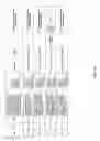 Fig. 61 - Antibacterial phage, phage peptides and methods of use thereof
