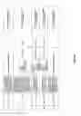 Fig. 65 - Antibacterial phage, phage peptides and methods of use thereof