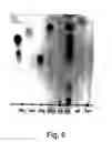 Fig. 06 - Agent derived from tortoise spleen stimulating mammalian hemopoiesis