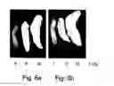 Fig. 09 - Agent derived from tortoise spleen stimulating mammalian hemopoiesis