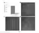 Fig. 03 - Protein particles comprising disulfide crosslinkers and uses