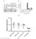 Fig. 04 - Protein particles comprising disulfide crosslinkers and uses