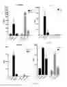 Fig. 02 - COMBINATION THERAPY WITH IL-12