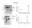 Fig. 04 - COMPOSITIONS AND METHODS FOR TREATING GLUTEN INTOLERANCE AND DISORDERS ARISING THEREFROM