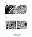 Fig. 09 - Rapid and prolonged immunologic-therapeutic