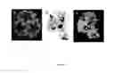 Fig. 04 - Immunogenic human rhinovirus (HRV) compositions
