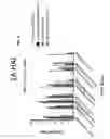 Fig. 04 - Computationally optimized broadly reactive antigens for human and avian H5N1 influenza