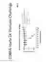 Fig. 09 - Computationally optimized broadly reactive antigens for human and avian H5N1 influenza