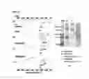 Fig. 02 - Albumin conjugated temperature and pH-sensitive multi-block copolymer, a method of preparation thereof and drug delivery system using the same