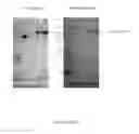 Fig. 49 - Polymer conjugates of therapeutic peptides