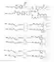Fig. 03 - Solid phase TGase-mediated conjugation of antibodies