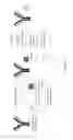 Fig. 11 - Solid phase TGase-mediated conjugation of antibodies