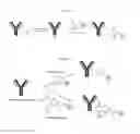 Fig. 13 - Solid phase TGase-mediated conjugation of antibodies