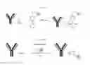 Fig. 14 - Solid phase TGase-mediated conjugation of antibodies