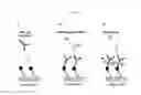 Fig. 15 - Solid phase TGase-mediated conjugation of antibodies
