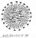 Fig. 01 - Targeted polymeric inflammation-resolving nanoparticles