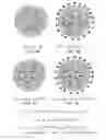 Fig. 02 - Targeted polymeric inflammation-resolving nanoparticles