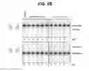 Fig. 05 - Methods and compositions for treating hemophilia B