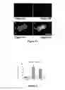 Fig. 03 - BONE SUBSTITUTES GRAFTED BY MIMETIC PEPTIDES OF HUMAN BMP 2 PROTEIN