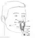 Fig. 01 - Respiratory assembly