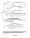 Fig. 06 - Electrode system for electrical stimulation