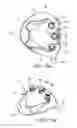 Fig. 14 - Golf club