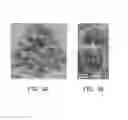 Fig. 04 - PHOTOLUMINESCENT NANO COMPOSITE MATERIAL AND METHOD OF FABRICATING THE SAME
