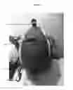 Fig. 23 - DEVICE FOR COVERING AND SECURING ITEMS OR ARTICLES TO A TWO OR THREE-WHEELED VEHICLE