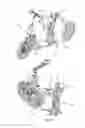 Fig. 05 - Tricycle