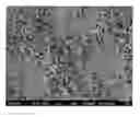 Fig. 01 - Rutile titanium dioxide nanoparticles and ordered acicular aggregates of same